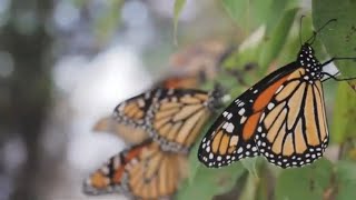 ALUS Norfolk - Flight of the Monarch Butterflies