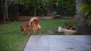 Dog Pet Animal Small Furry Cute Fur Outdoors