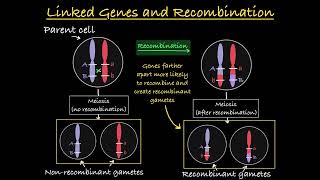 Linked Genes Explained