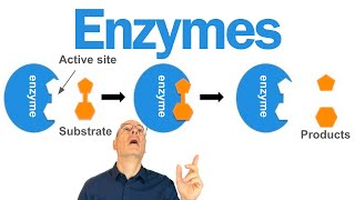Enzymes Explained for AP Bio Students