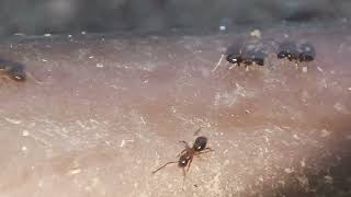 hormigas en parque de las estaciones