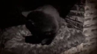 Sleppie - Elektrikke Deke