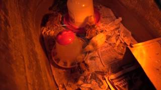 Backyard Chickens, Episode 7 The Escaped Convict!