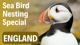 Britain's Most Spectacular Bird Cliffs | Bempton Seabirds in Spring