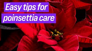 Poinsettia care: Prevent dry out & keep your flowers bright for the holidays | Year-Round Gardening
