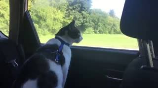 Sad cat calls for owner