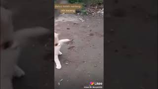 viral 2020 kucing lucu dan pintar | 2020