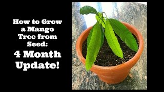 How to Grow a Mango Tree from Seed:  4 Month Update!