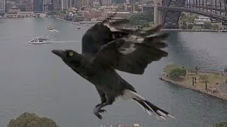 Currawong flying across face of webcam January 2025 - see story below