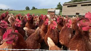 Chickens have crossed the road