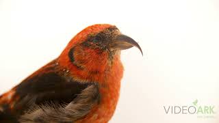 A male white-winged crossbill (Loxia leucoptera leucoptera) at the WRCMN in Roseville, Minnesota.