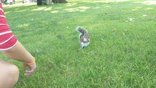 Kids feeding the squirrels in the Boston Common