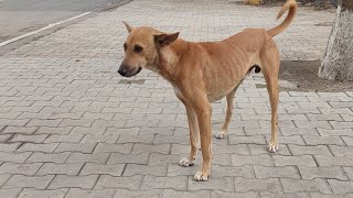 Making magical herb to cure every problem🤩🌿