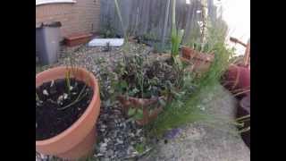 Watering a dying plant.