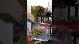 Care for Nasturtiums