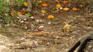 #birds #feeding in our #backyard