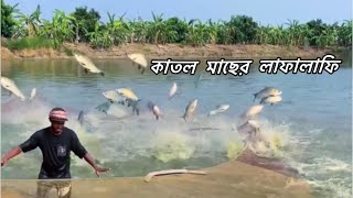 কাতল মাছের লাফালাফি দেখুন || fishing pro live