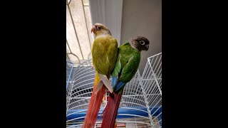 Introducing Two Green Cheek Conures for the FIRST TIME