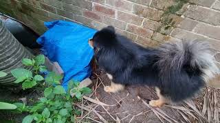Triton insists something is here but I don't know what...! 😱