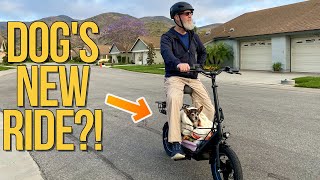 Can the Gyroor C1Plus Electric Scooter Carry Your Pet? Review and Test Ride!