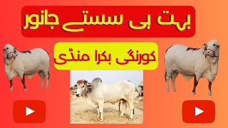 Bakra mandi  ||eid ul adha||