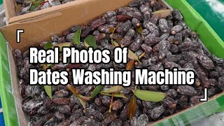 How Dates Deep-Cleaned Industrially? Real Shots Automatic Washing Line (Raw Material Footage)