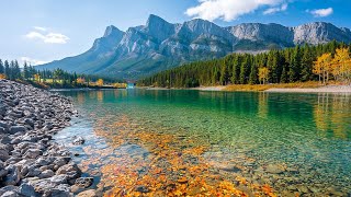 Restore Your Nervous System 🌿 Calming Music & Nature Sounds for Stress Relief