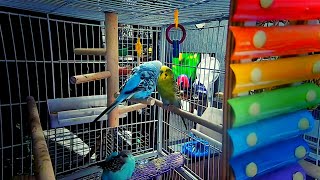 Our Adorable Budgies Chirping Away!