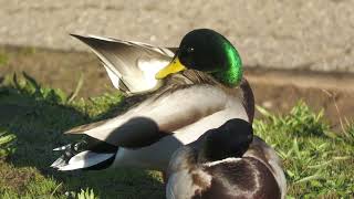 Maravilla Birding November 26, 2025