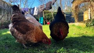 Ordinary Things: Chicken Run