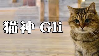 你知道猫神Gli 吗？