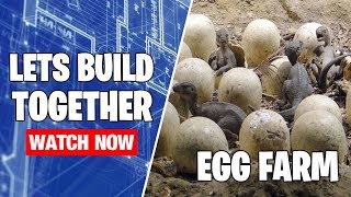 Live Build - Egg Farm
