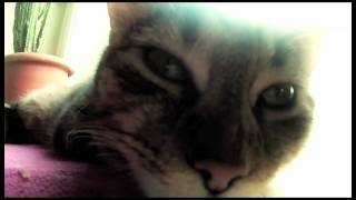 NERA