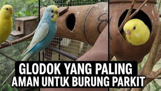 Ternak Parkit...!!! Manfaat Glodok Bambu untuk Burung Parkit