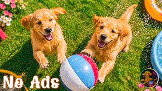 24 Hours of Dog TV for Dogs to Watch 🐕‍🦺🐶 Anti-Anxiety Music to Reduce Stress for Anxious Pets