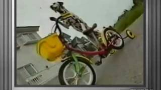 ZeitGeist: Bicycle riding dog