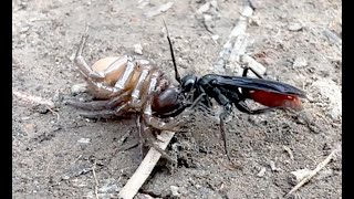 Mud dauber wasp dragging paralyzed trapdoor spider