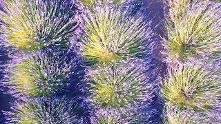 Blue Barn Lavender Farm 2023