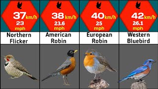The Highest Flying Birds |  Flying Birds In The World