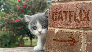 KITTENS Are Watching You From Everywhere 😳🐾