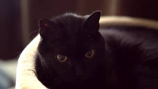 Stella