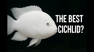 The Perfect Cichlid for Any Aquarium - Meet the Most Underrated Cichlid