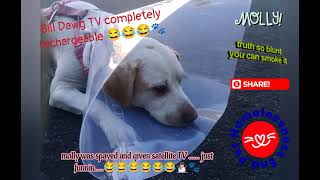 mollys e-cone....aka bull dawg TV 🐾😂🐾😂
