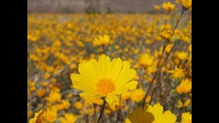 Geraea canescens (desert-sunflower)