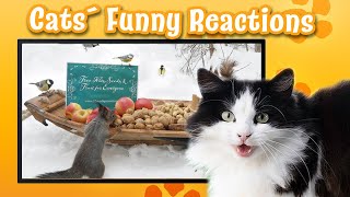 Cats' Funny Reactions to Movie Squirrels Cat TV