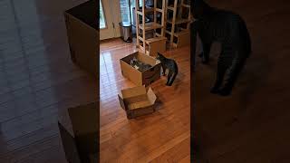 Paws and Packages: Kitty's Comical Amazon Box Inspection!