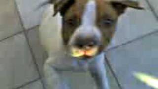 PITBULL MELO A.K.A. Q-BORO