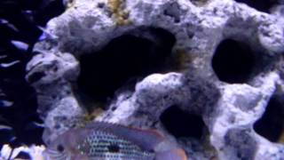 55 Gallon Castle Cichlid Tank 02