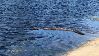 Huge Alligator at Lansbrook Golf Course Palm Harbor Florida