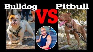 Pitbull VS Bulldog "Who will win?"